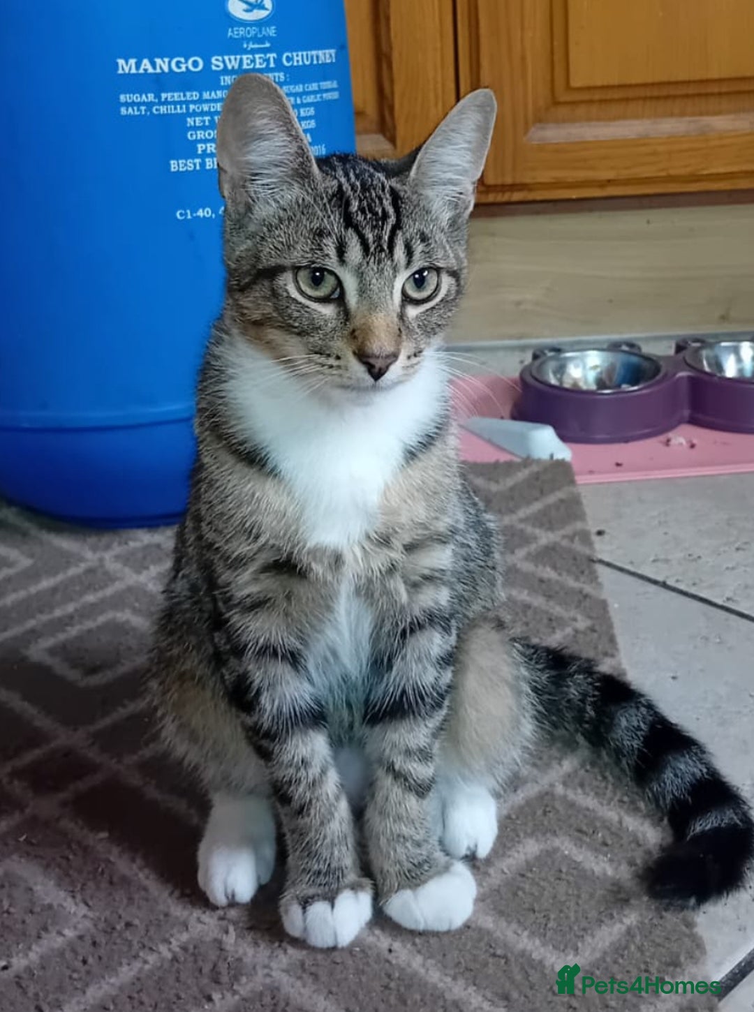 Domestic Shorthair cats for sale: Adorable 4-Month-Old Kitten – Family Home Only - Image 6