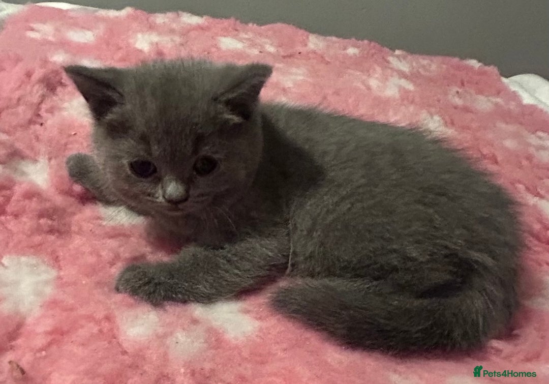 British Shorthair cats for sale: Beautiful British Shorthair kittens  - Advert 23