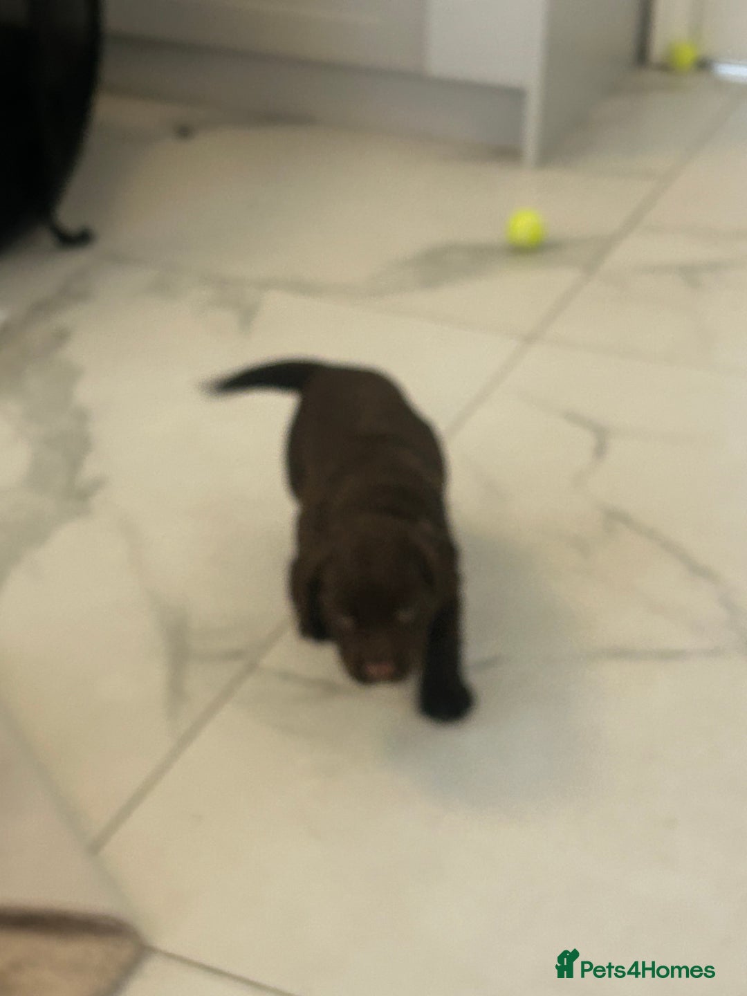 Sprocker dogs for sale: 1 chocolate boy sproker 10 weeks  - Image 29