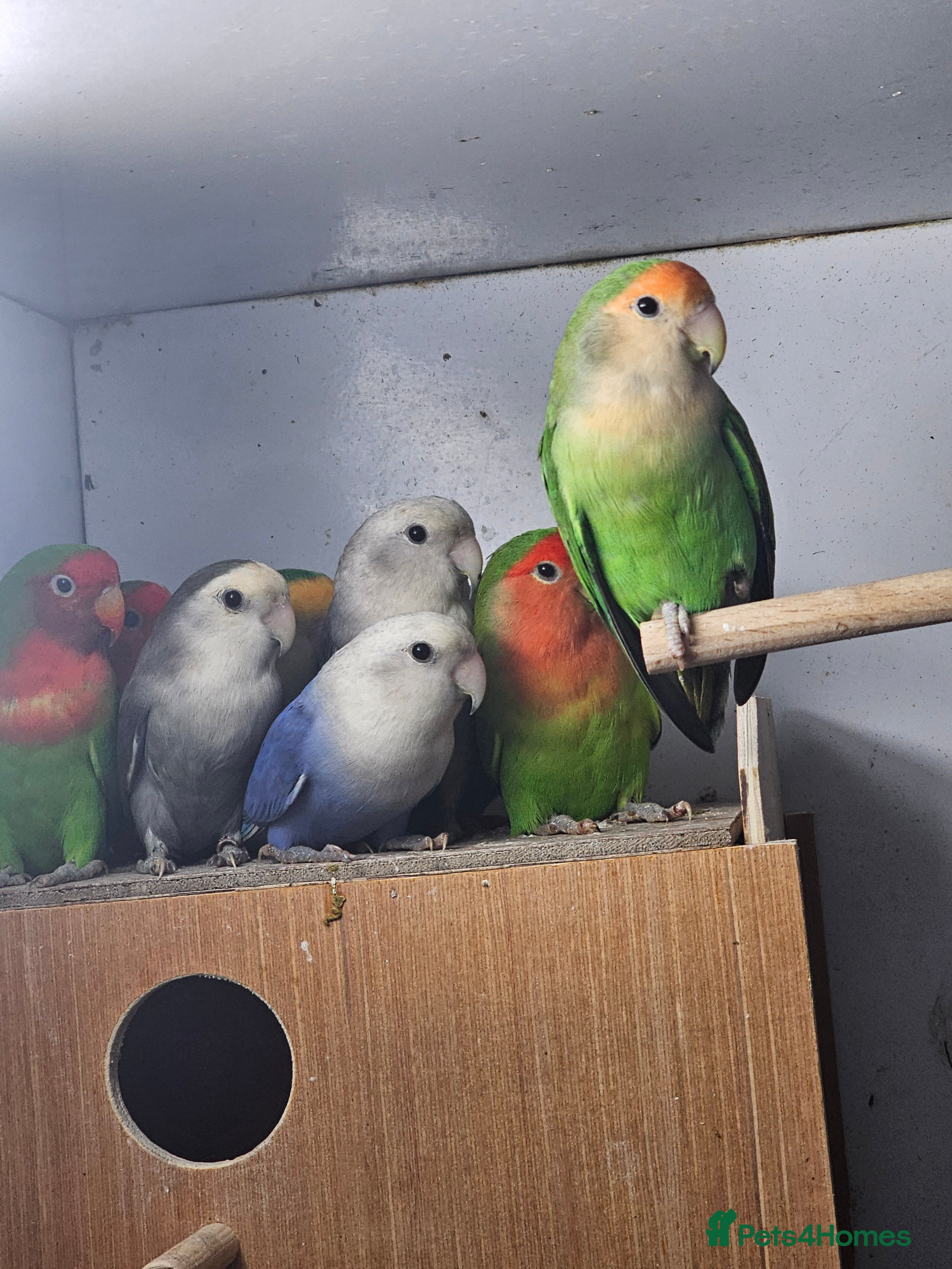 Lovebirds birds Mixed lovebirds - Advert 2