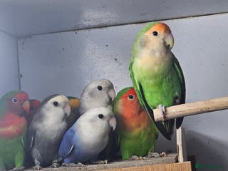 Lovebirds birds Mixed lovebirds - Advert 1