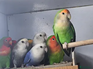 Lovebirds birds Mixed lovebirds - Advert 2