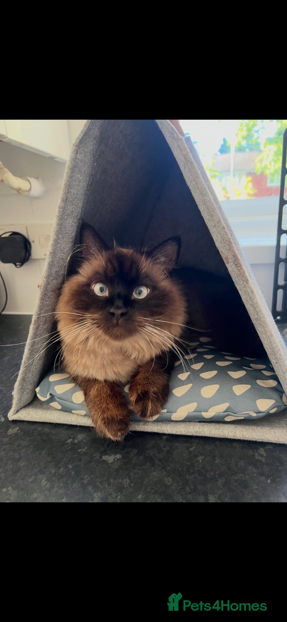 Persian cats Persian Kittens Due 05/10 – Blue Smoke × Himalayan - Advert 2