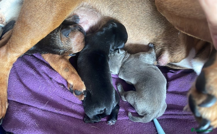 Mixed Breed dogs - Advert 2