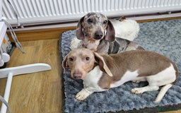 Dachshund dogs for sale: 2 Loving Miniature Dachshunds–Must Stay Together - Image 2