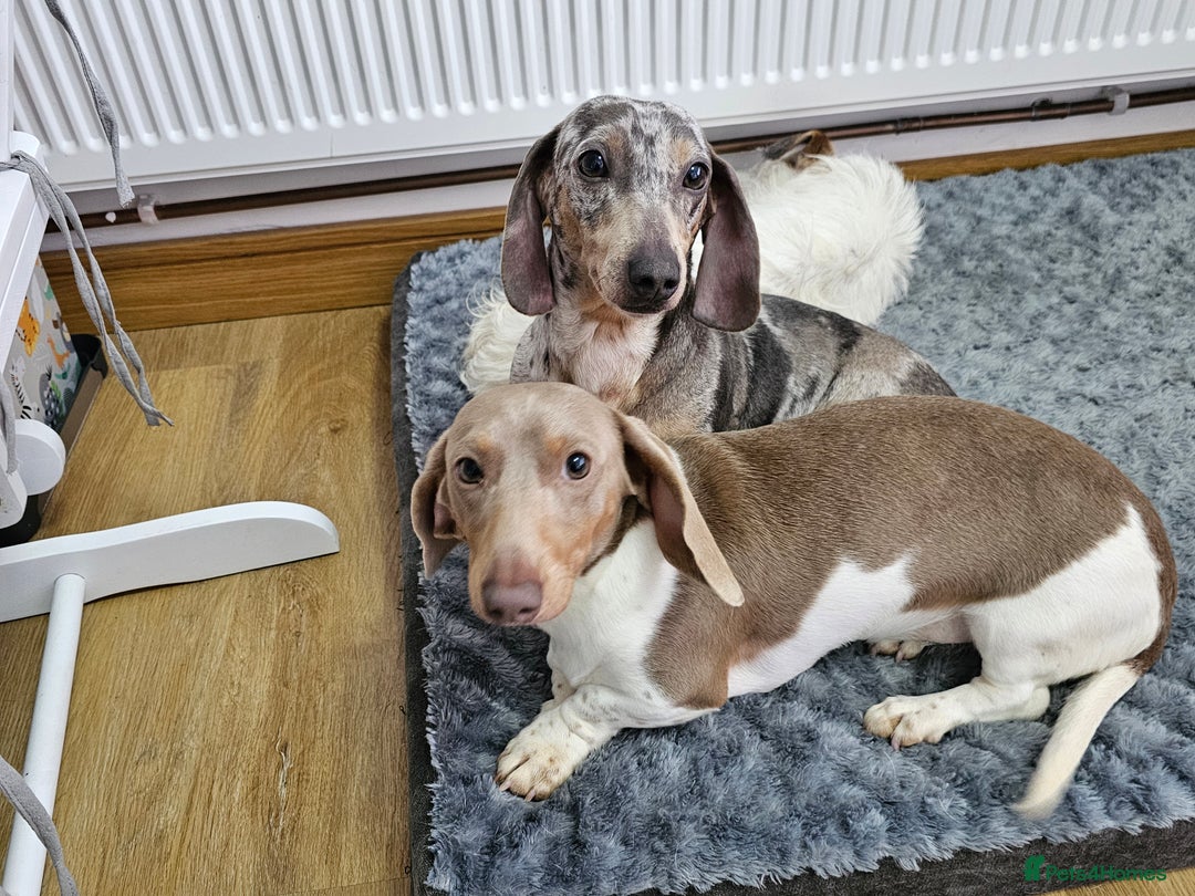 Dachshund dogs for sale: 2 Loving Miniature Dachshunds–Must Stay Together - Image 2