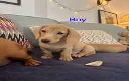 Miniature Dachshund dogs for sale: 🐶 Miniature Smooth Haired Dachshunds. KC REG. 🐶  - Image 35