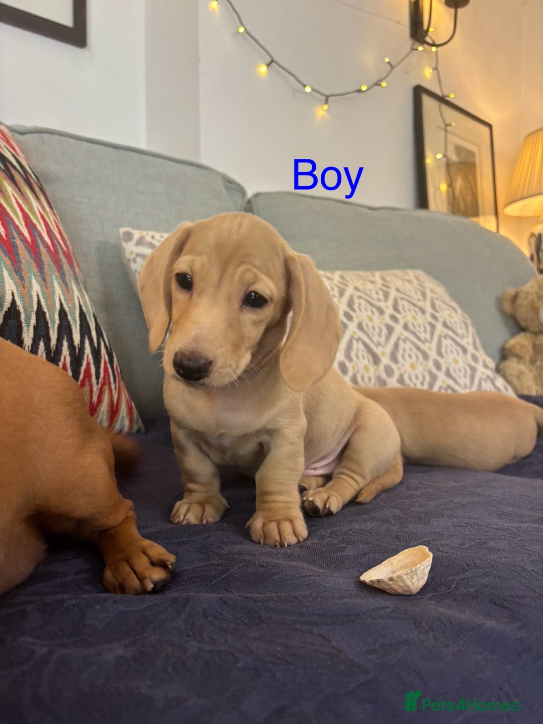 Miniature Dachshund dogs for sale: 🐶 Miniature Smooth Haired Dachshunds. KC REG. 🐶  - Image 35