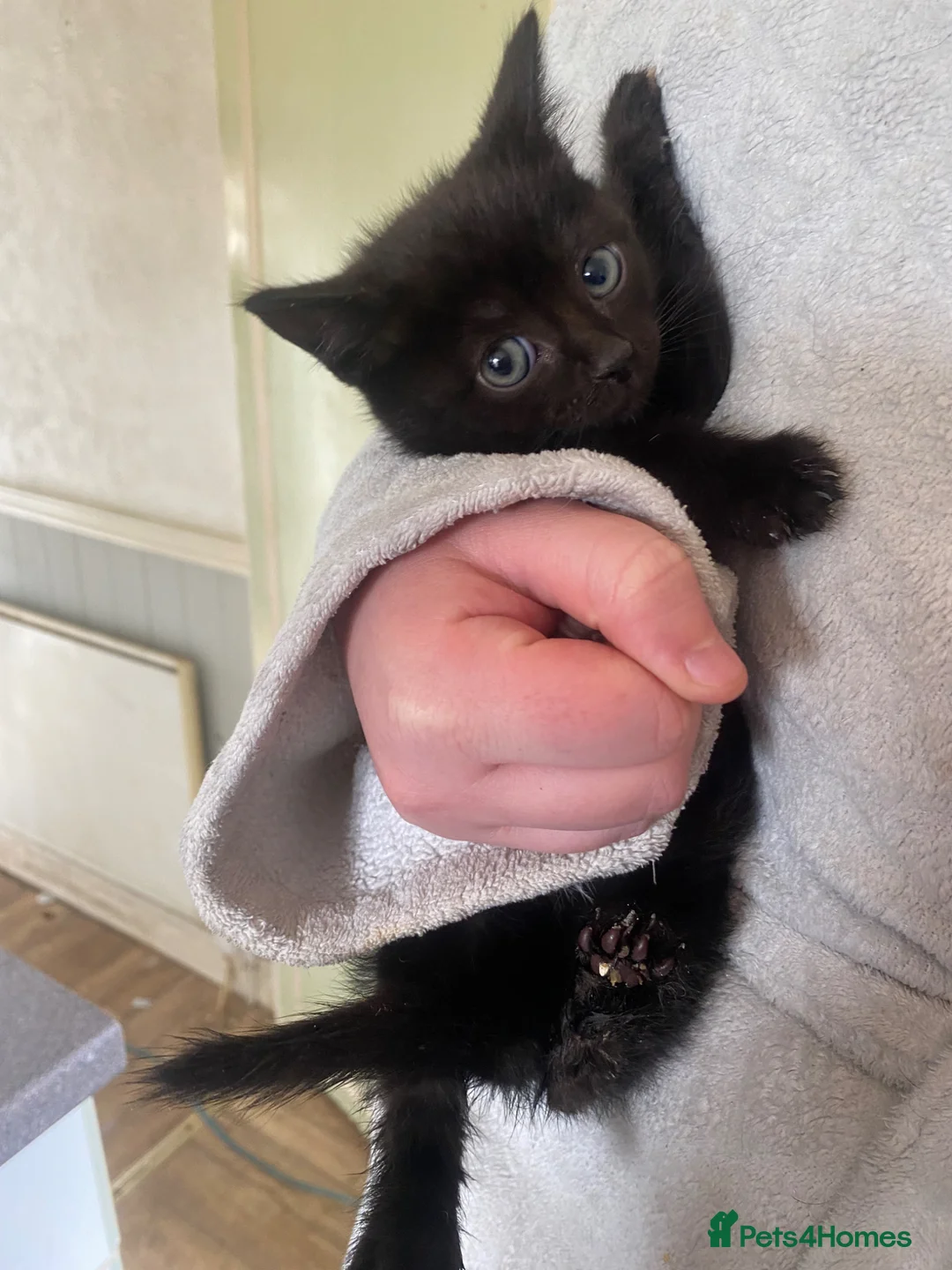 British Longhair cats for sale: Females - Advert 1