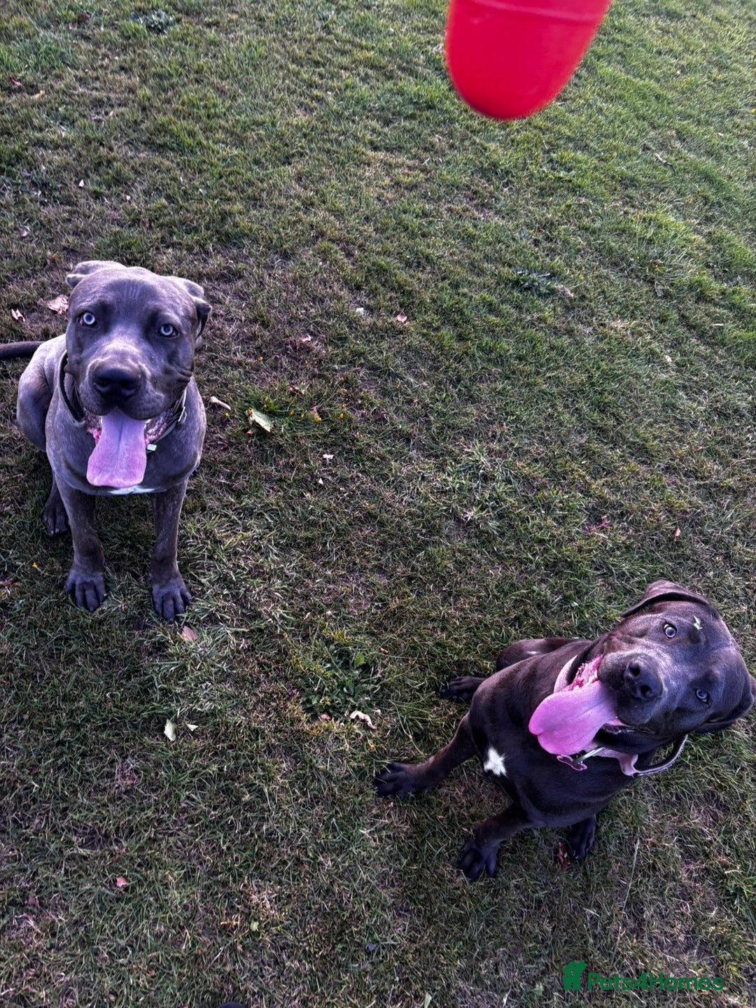 Cane Corso dogs for sale: Cane corso puppies - Advert 3