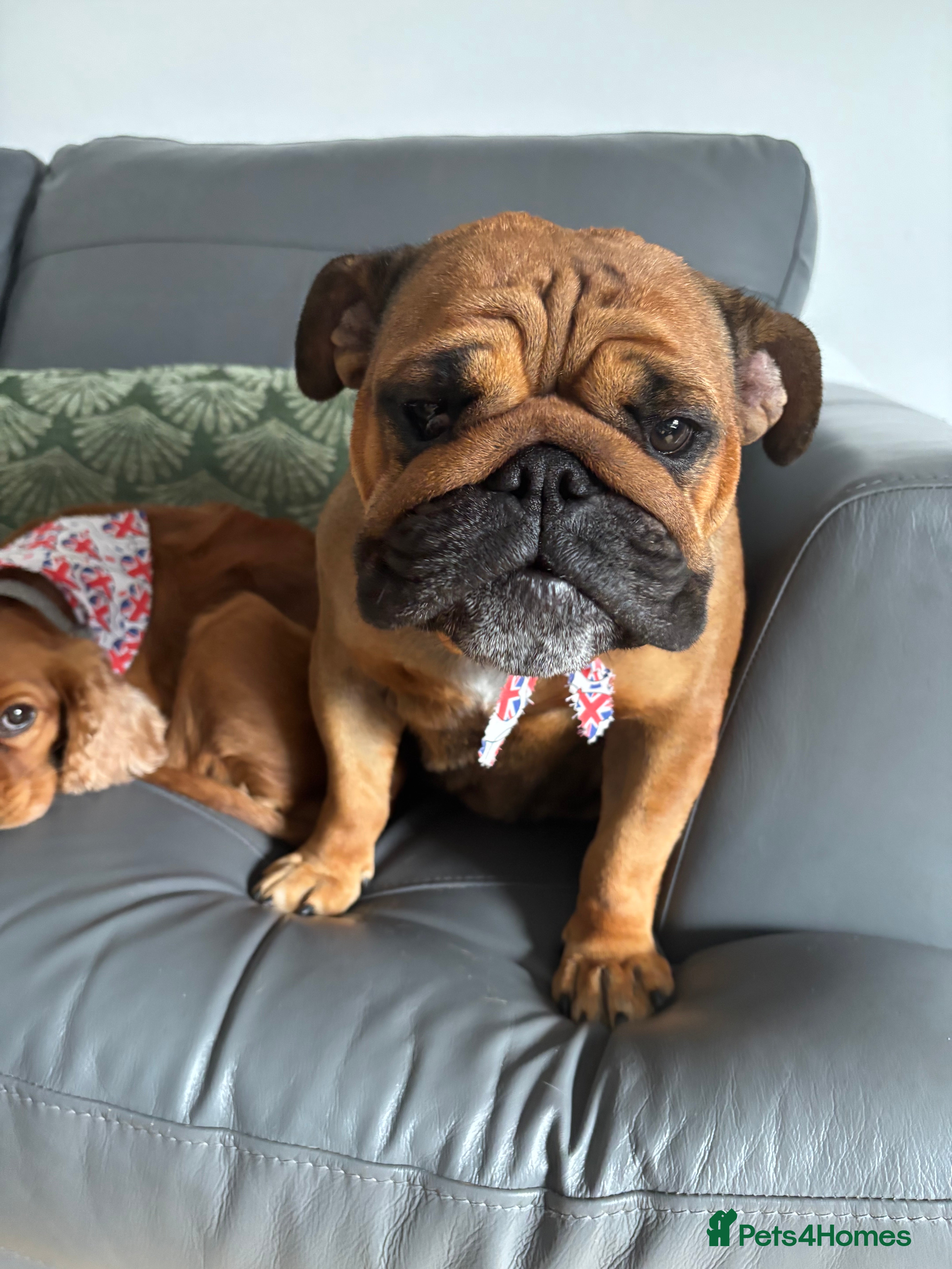 English Bulldog dogs Dollie looking for a quieter life - Advert 1