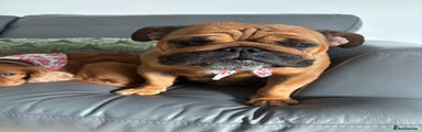 English Bulldog 