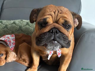 English Bulldog dogs Dollie looking for a quieter life - Advert 1