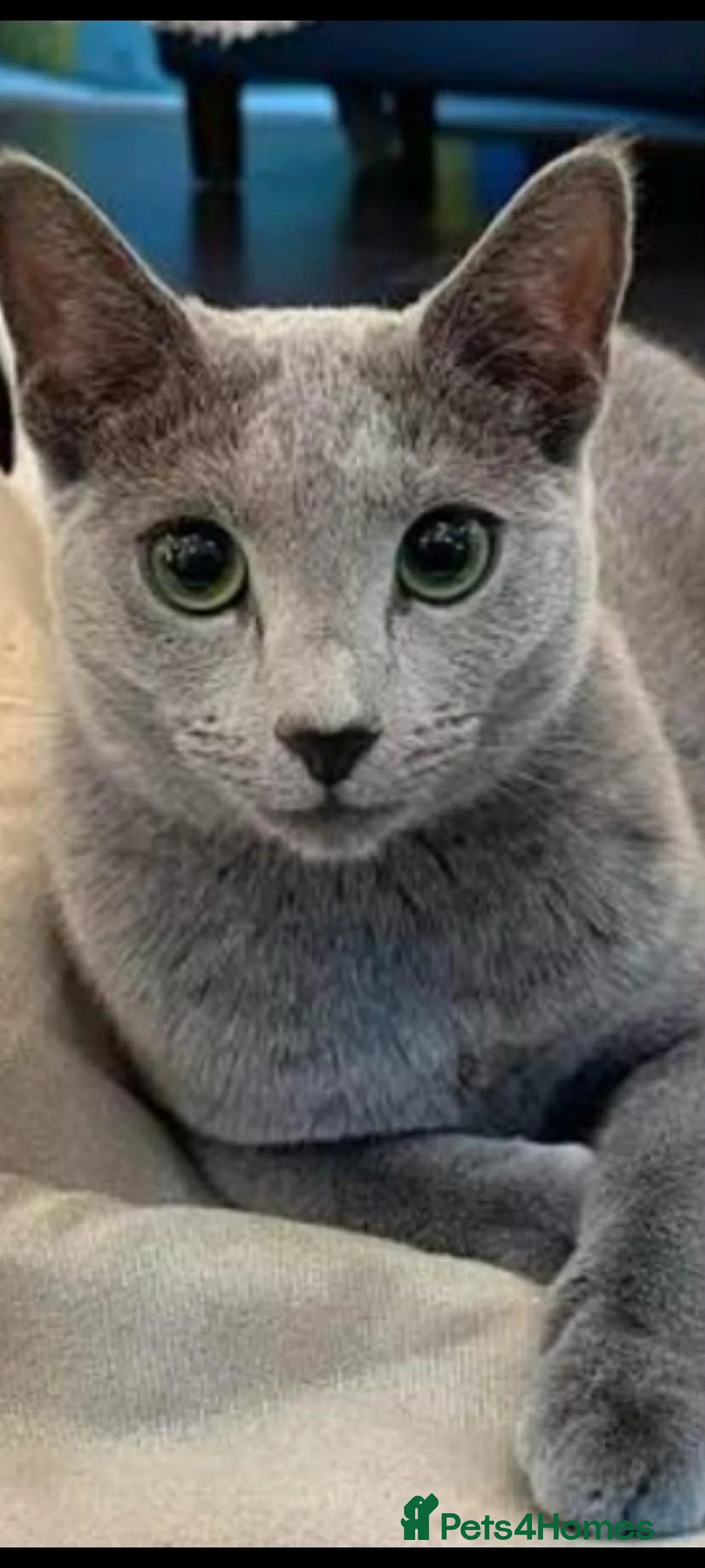 Russian Blue cats for sale: Russian blue acctive  - Advert 2