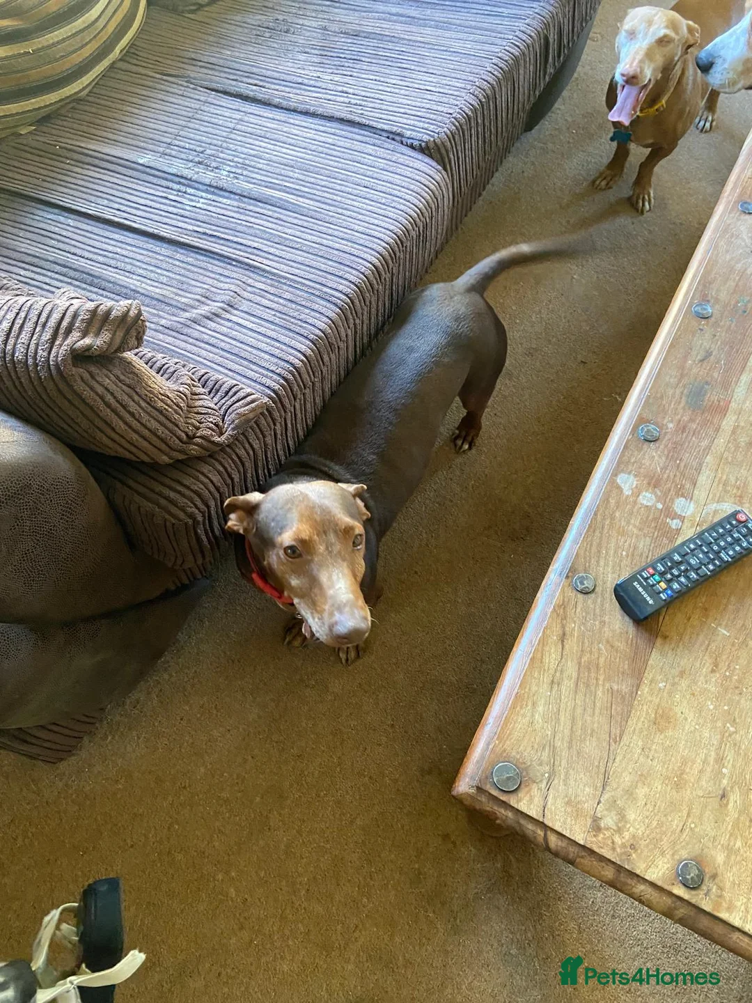 Portuguese Podengo dogs for sale: Male podencho - Advert 5