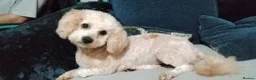 Mixed Breed dogs for sale: Maltipoo x Cockapoo Puppies  in Grimsby - Advert 15