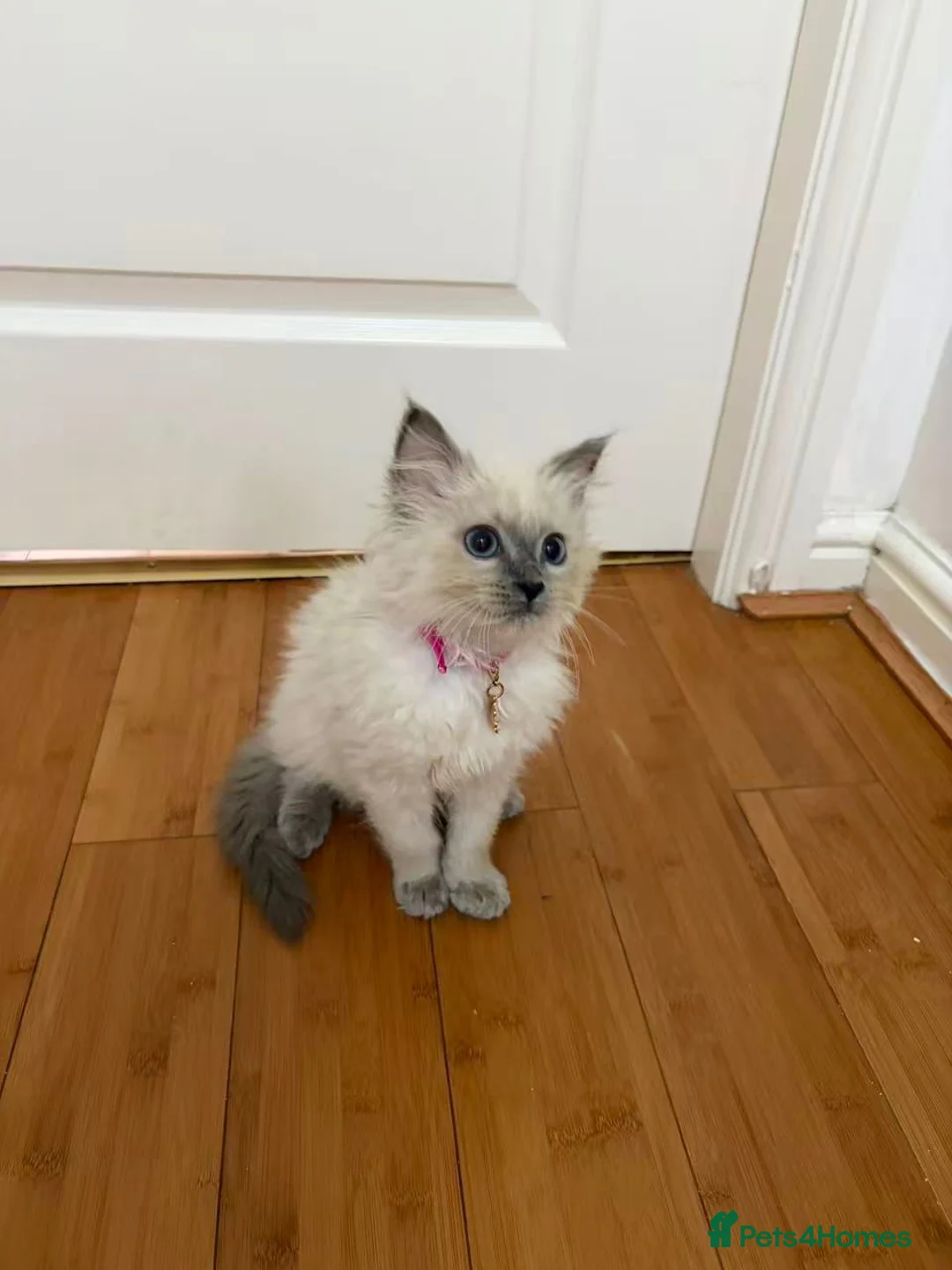 Ragdoll cats for sale: 8 ragdoll in Liverpool - Advert 16