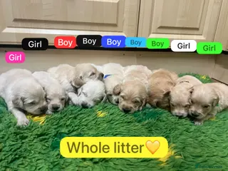 Golden Retriever dogs KC registered Golden Retriever puppies - Advert 2
