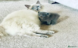 Ragdoll cats for sale: Half Ragdoll Kittens - Image 4