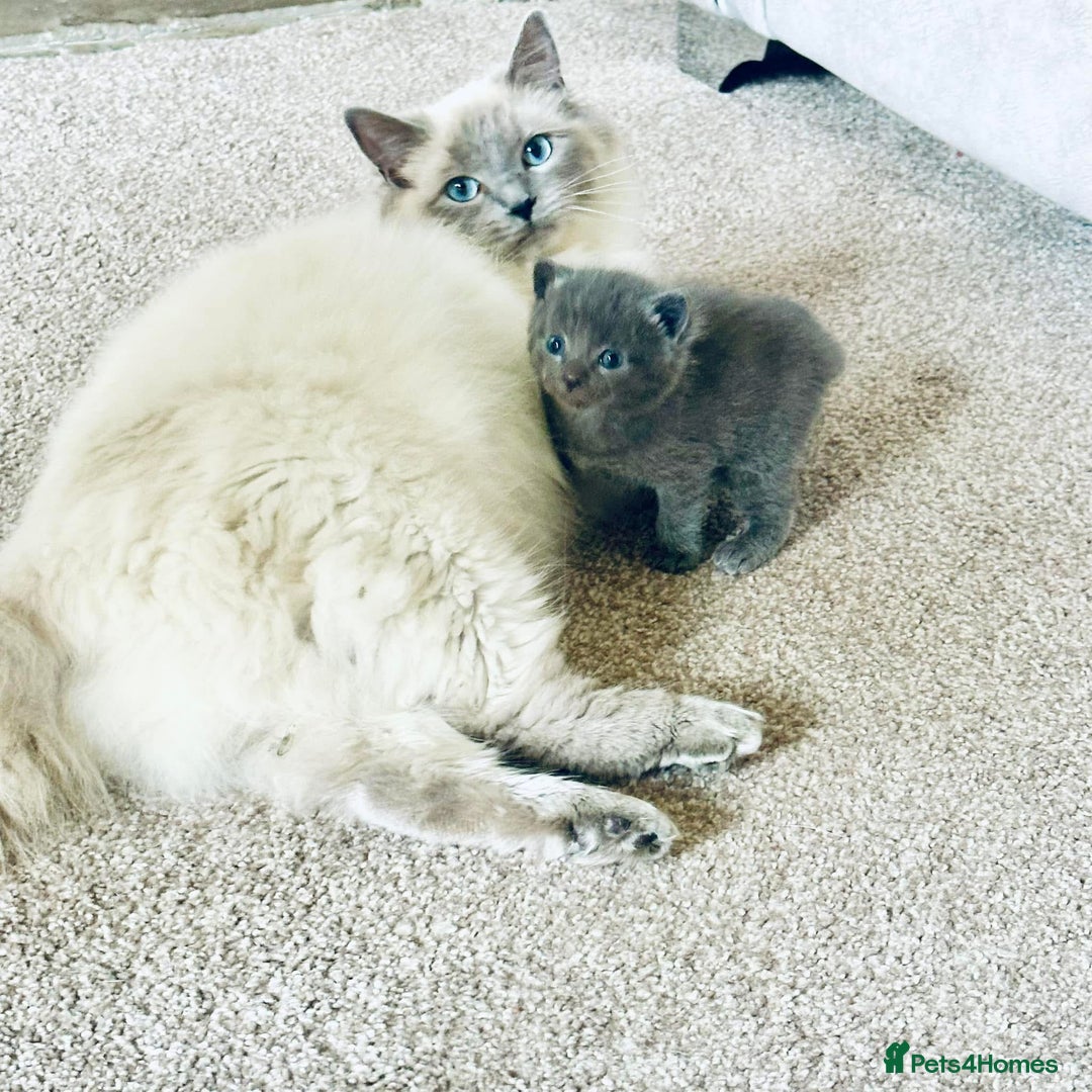 Ragdoll cats for sale: Half Ragdoll Kittens - Image 4