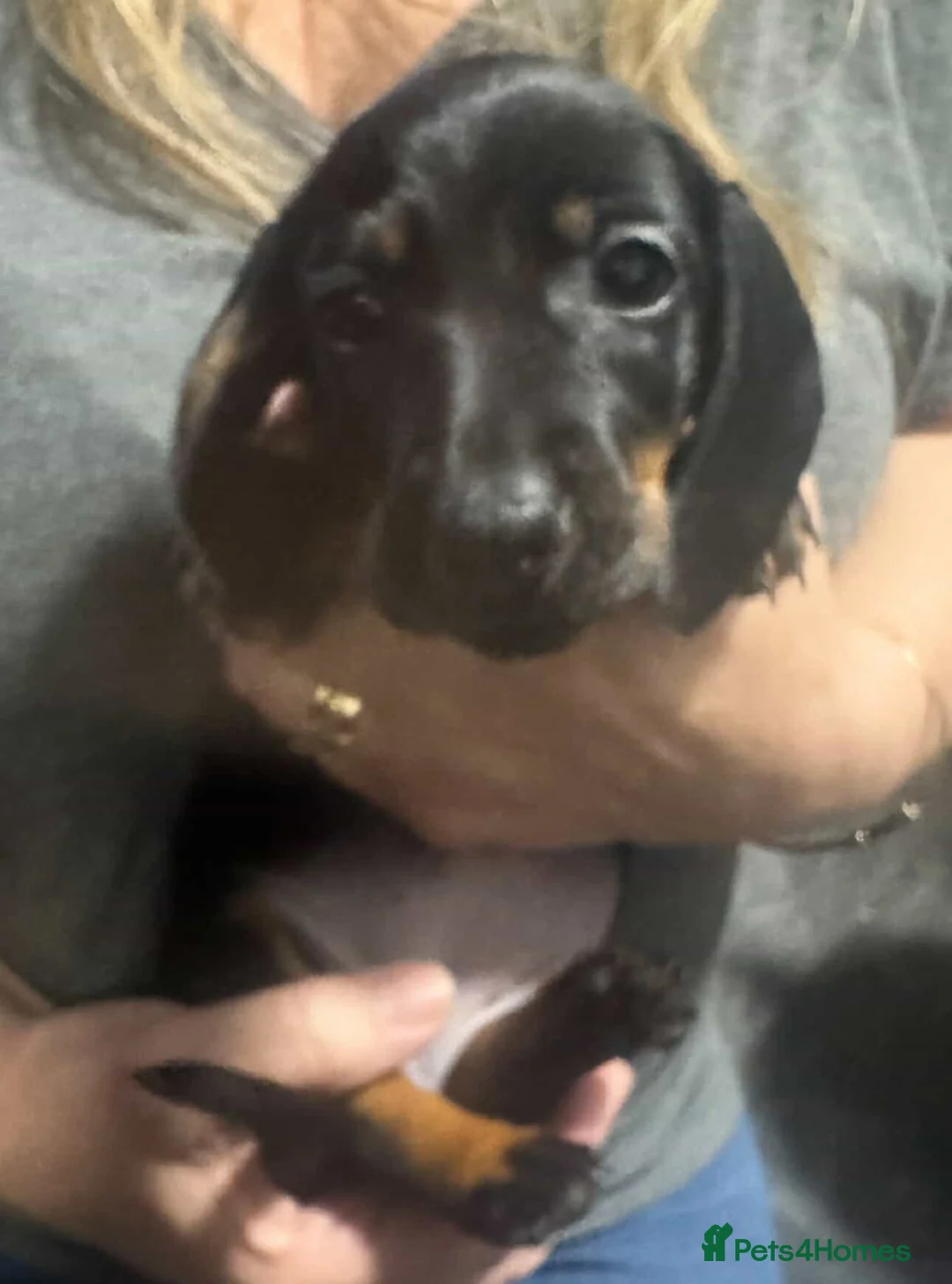 Dachshund dogs for stud: Miniature Daschund for Stud in York - Advert 16