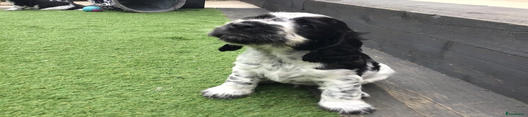 Cocker Spaniel Puppy 1