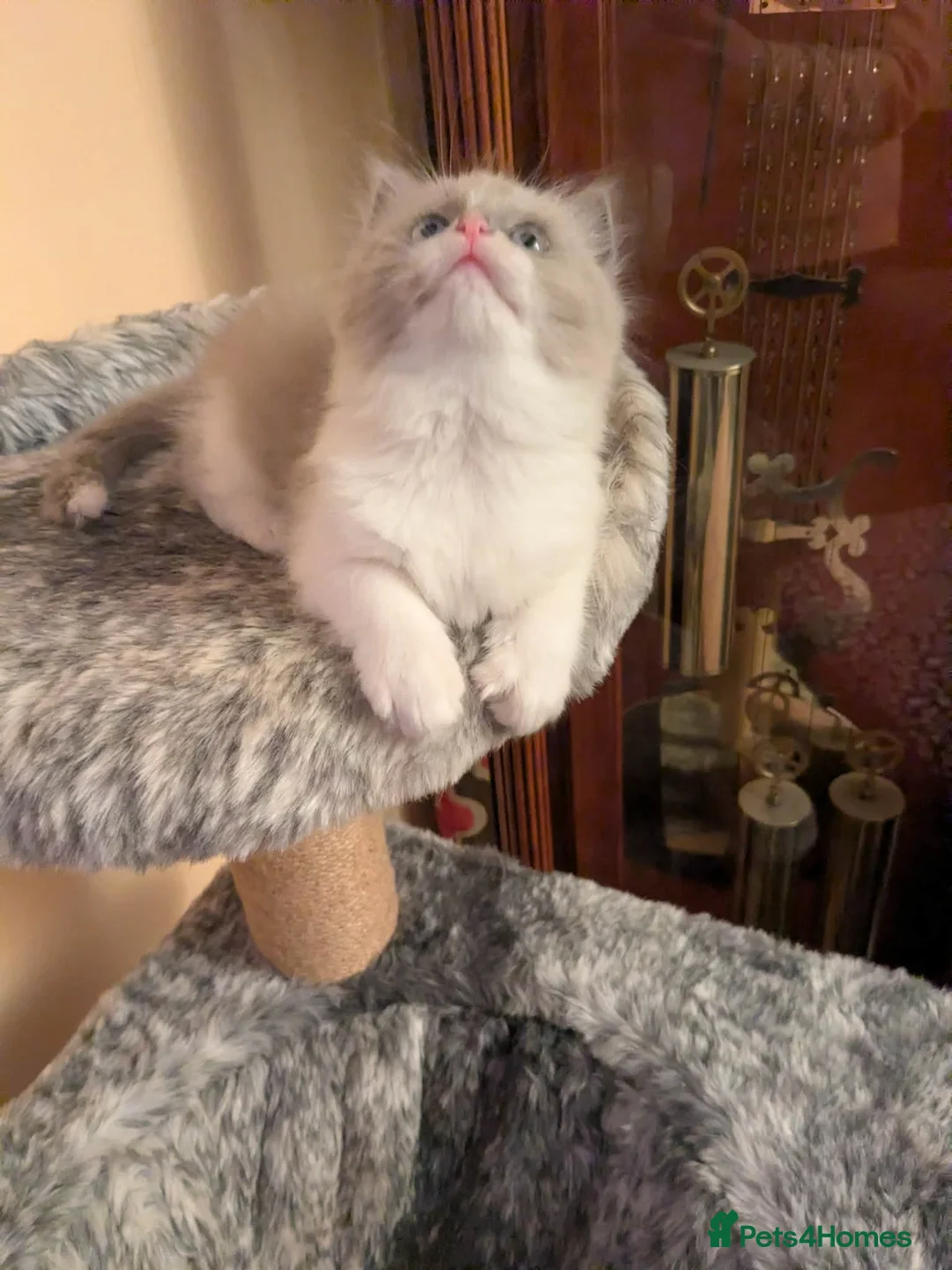 Ragdoll cats for sale: Very cute kitten girl - Advert 2