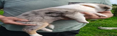 Border Collie 3