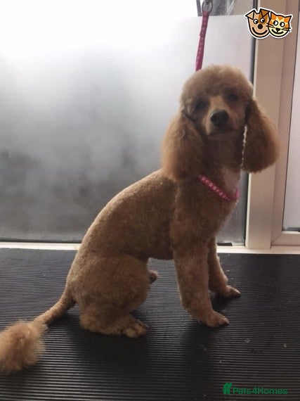 Toy Poodle dogs RED TOY POODLE STUD PRA CLEAR - Advert 9