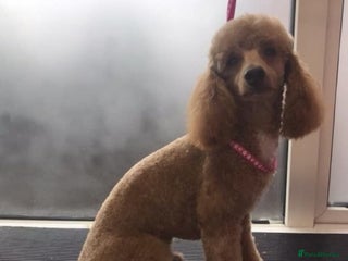 Toy Poodle dogs in Mansfield - Advert 21