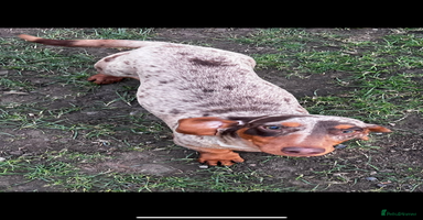 Miniature Dachshund dogs - Advert 11