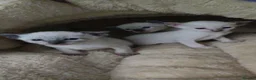 Siamese cats for sale: Siamese x rex kittens - Advert 8