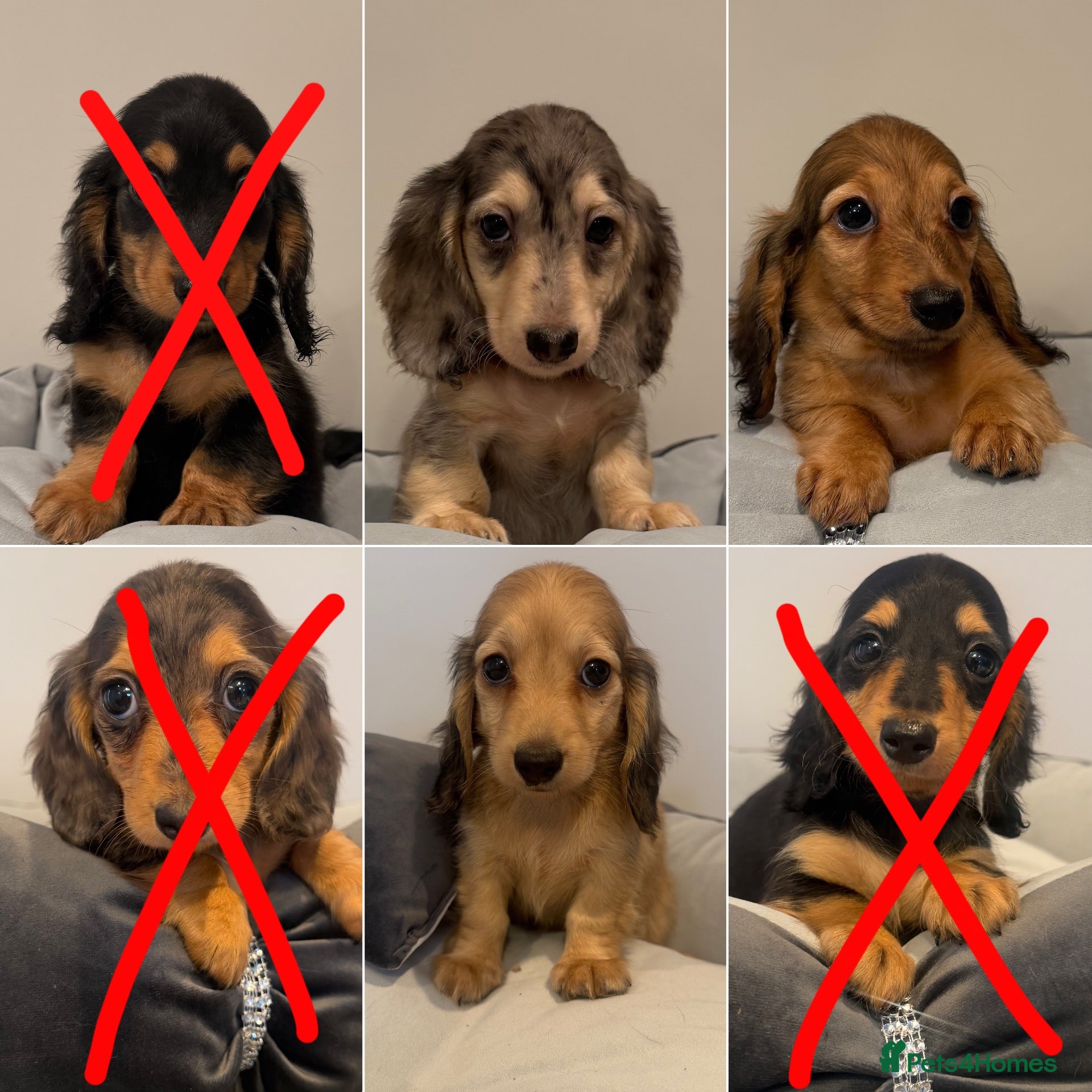 Miniature Dachshund dogs for sale: READY NOW Kc reg boys & girls - Advert 8