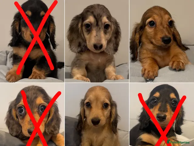 Miniature Dachshund dogs for sale: READY NOW Kc reg boys & girls - Advert 8