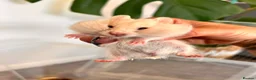 Hamster rodents for sale: Baby syrian hamsters  - Advert 14