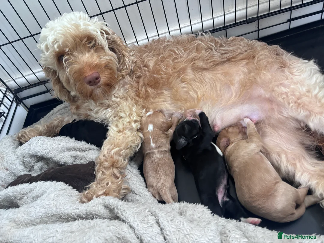 Cockapoo dogs for sale: Cockapoo Puppies - Advert 1