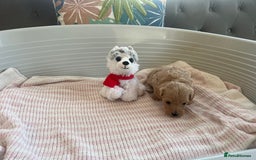 Maltipoo dogs for sale: Gorgeous Maltipoo Puppies - Image 10