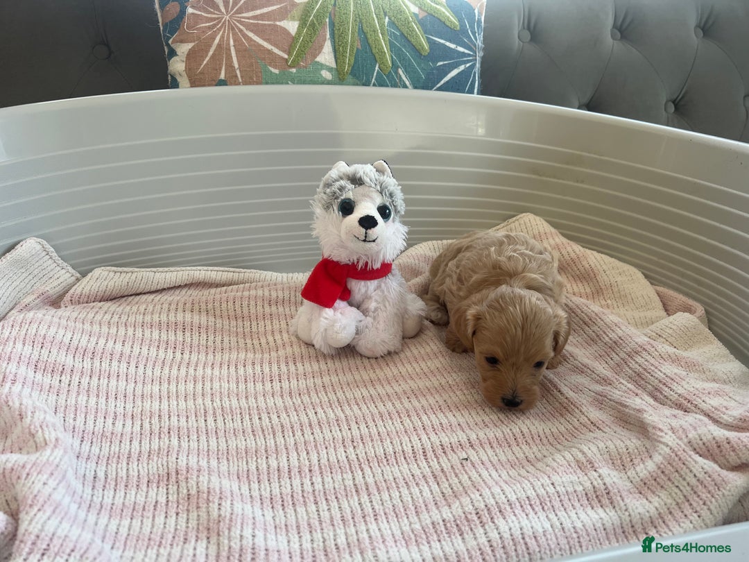 Maltipoo dogs for sale: Gorgeous Maltipoo Puppies - Image 10