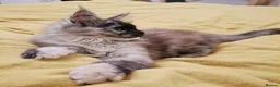 Maine Coon cats for sale: Beautiful Black Smoke Maine Coon Kitten  - Advert 3