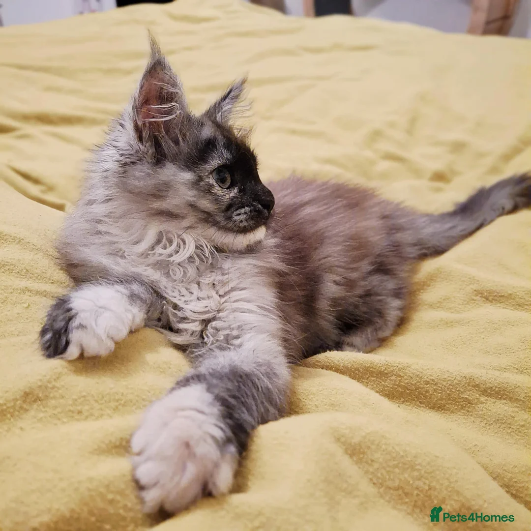 Maine Coon cats for sale: Beautiful Black Smoke Maine Coon Kitten  - Advert 3
