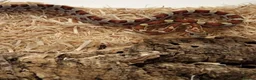 Corn Snake reptiles for sale: Beautiful, Captive-Bred Corn Snakes - Advert 7