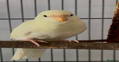 Parakeets birds - Advert 12