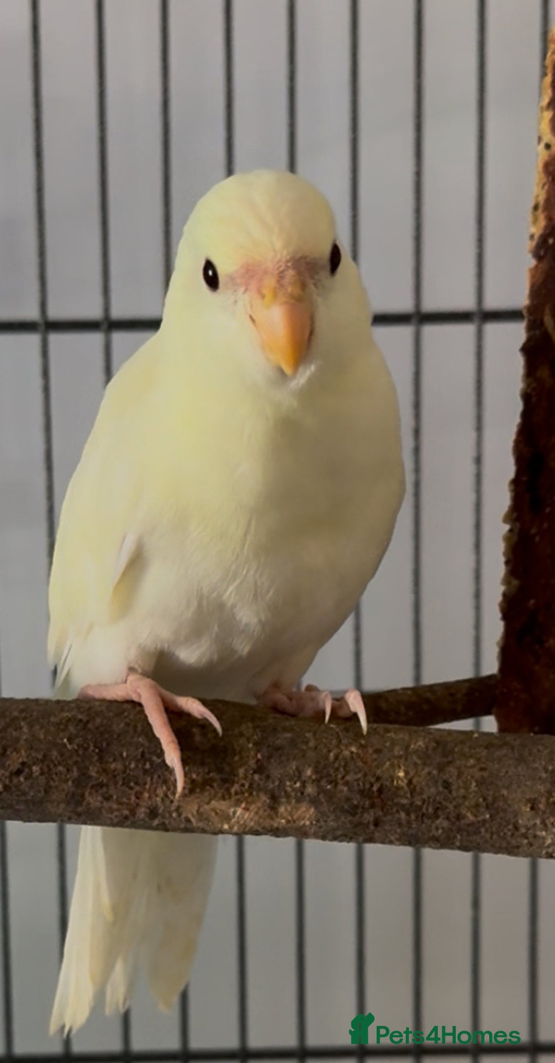 Parakeets birds for sale: Kakarikis ready to go 1 male 2 female - Image 3