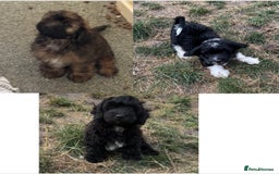 Shihpoo dogs for sale: 4 shihpoo males ready now in Telford - Image 1