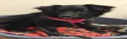 Mixed Breed dogs for adoption: ❤️🐶 YUKI & FIFI – TWO HEARTS, ONE LITTLE TEAM in Burton-on-Trent - Advert 20