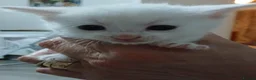 Mixed Breed cats for sale: 5 beautiful white kittens with lovely temperaments - Advert 2