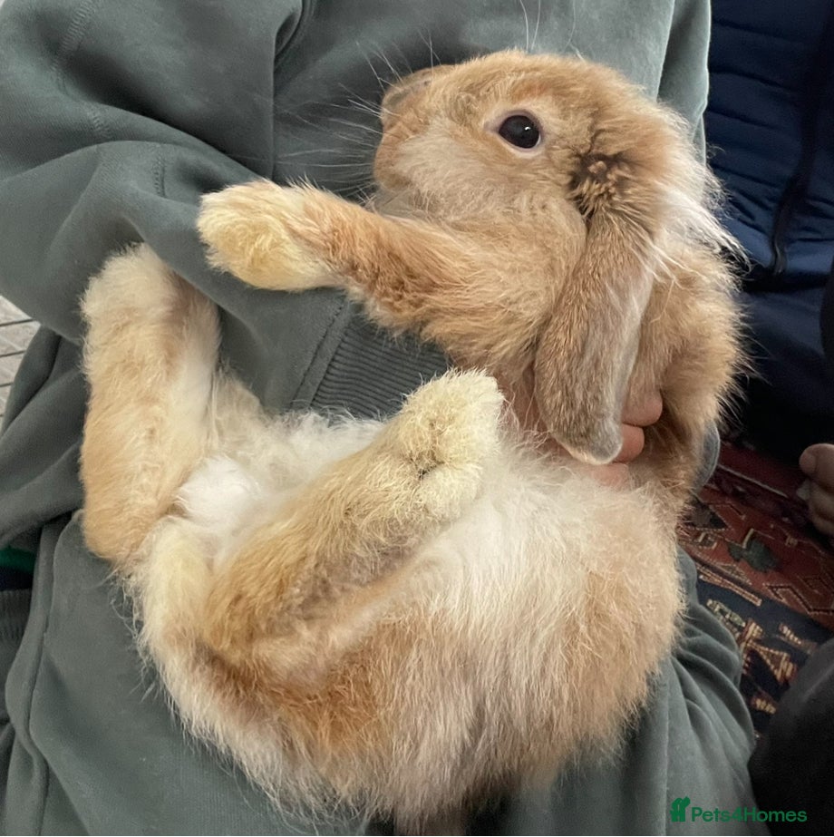 Mixed Breed rabbits Biscuit - Advert 1