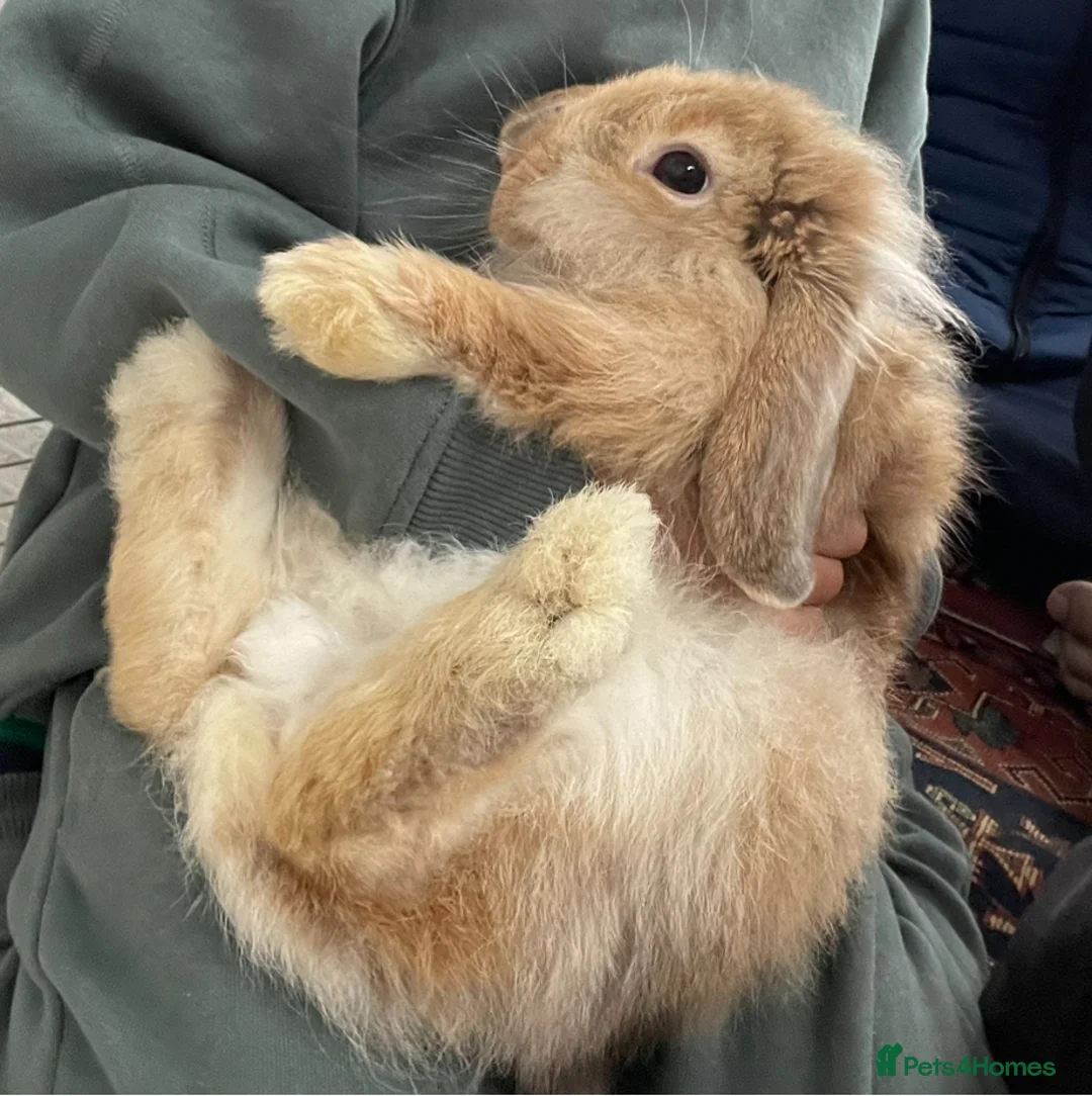 Mixed Breed rabbits for sale: Biscuit - Advert 1