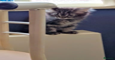 Mixed Breed cats - Advert 8
