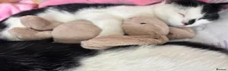 Domestic Shorthair cats for sale: Male domestic short haired cats  - Advert 2